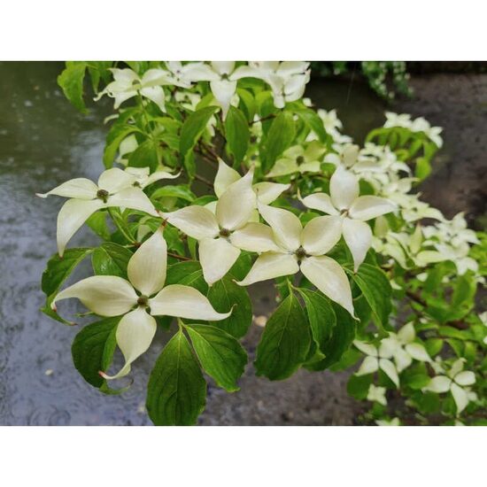 Cornus kousa Bultinck's Giant Flowers